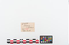 Etiketten zu Eisendechsel (NHMW-PRAE-024328)